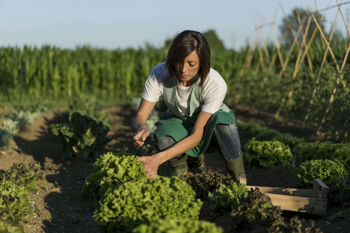 Comment cultiver la diversité dans son potager ?